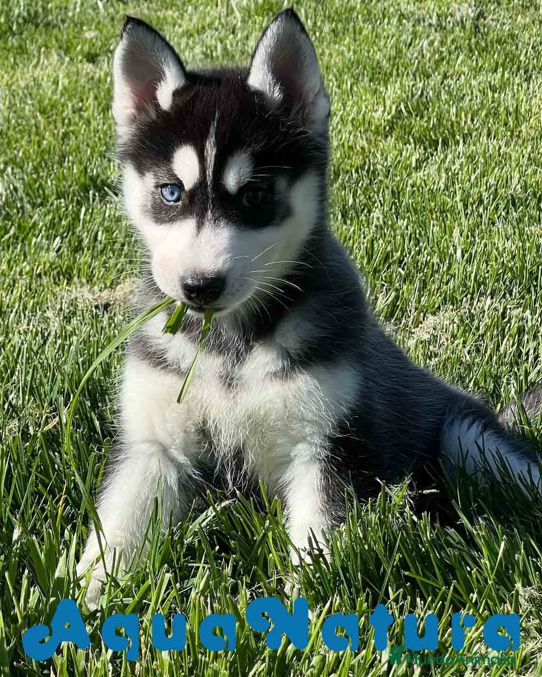 Husky Siberiano perros Husky Siberiano Hembra DCD 4 AQUANATURA en Barcelona - Anuncio 1