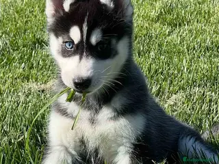 Husky Siberiano perros Husky Siberiano Hembra DCD 4 AQUANATURA en Barcelona - Anuncio 34