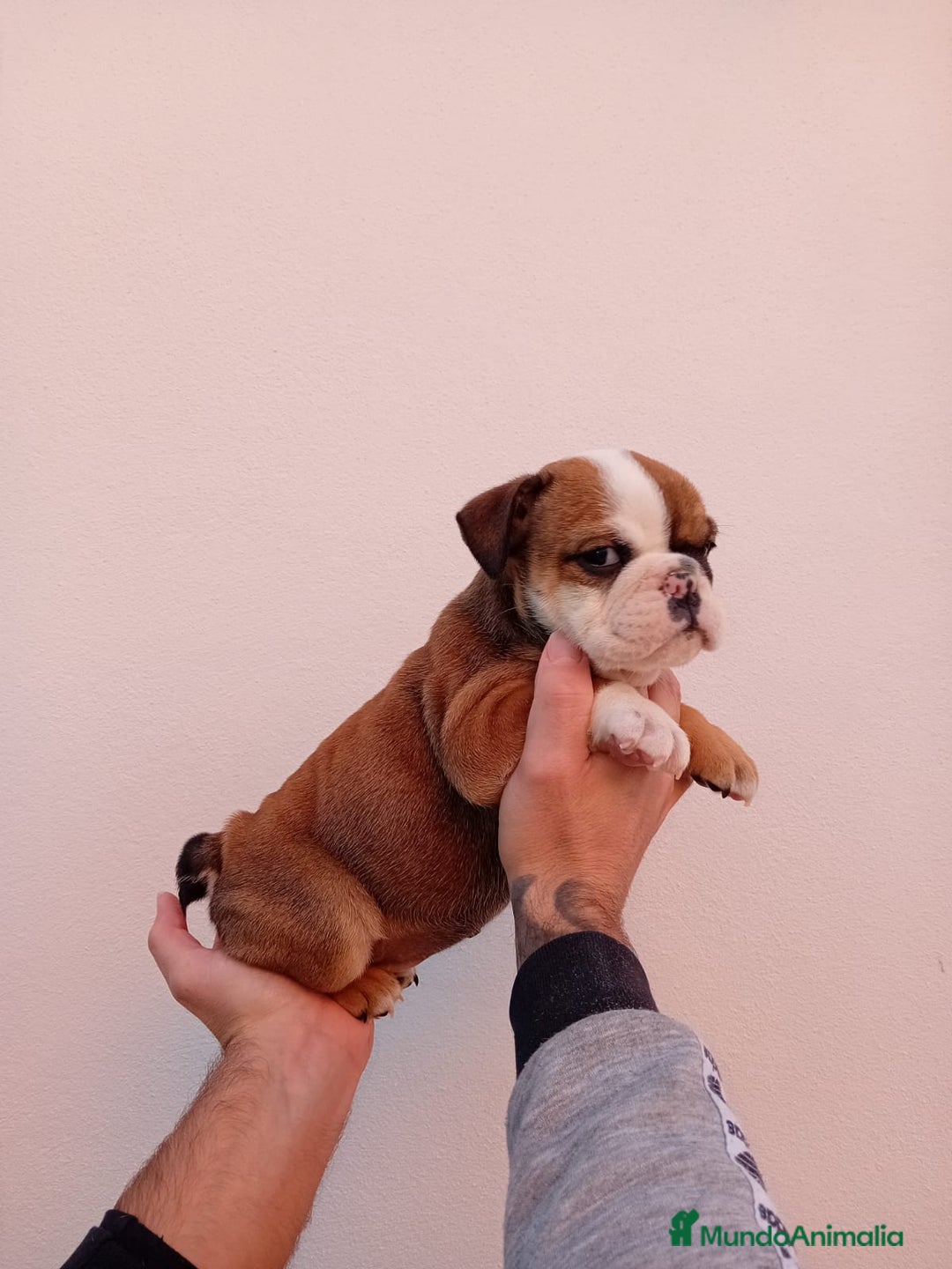 Bulldog Inglés perros en venta: Burló inglés  - Anuncio 2
