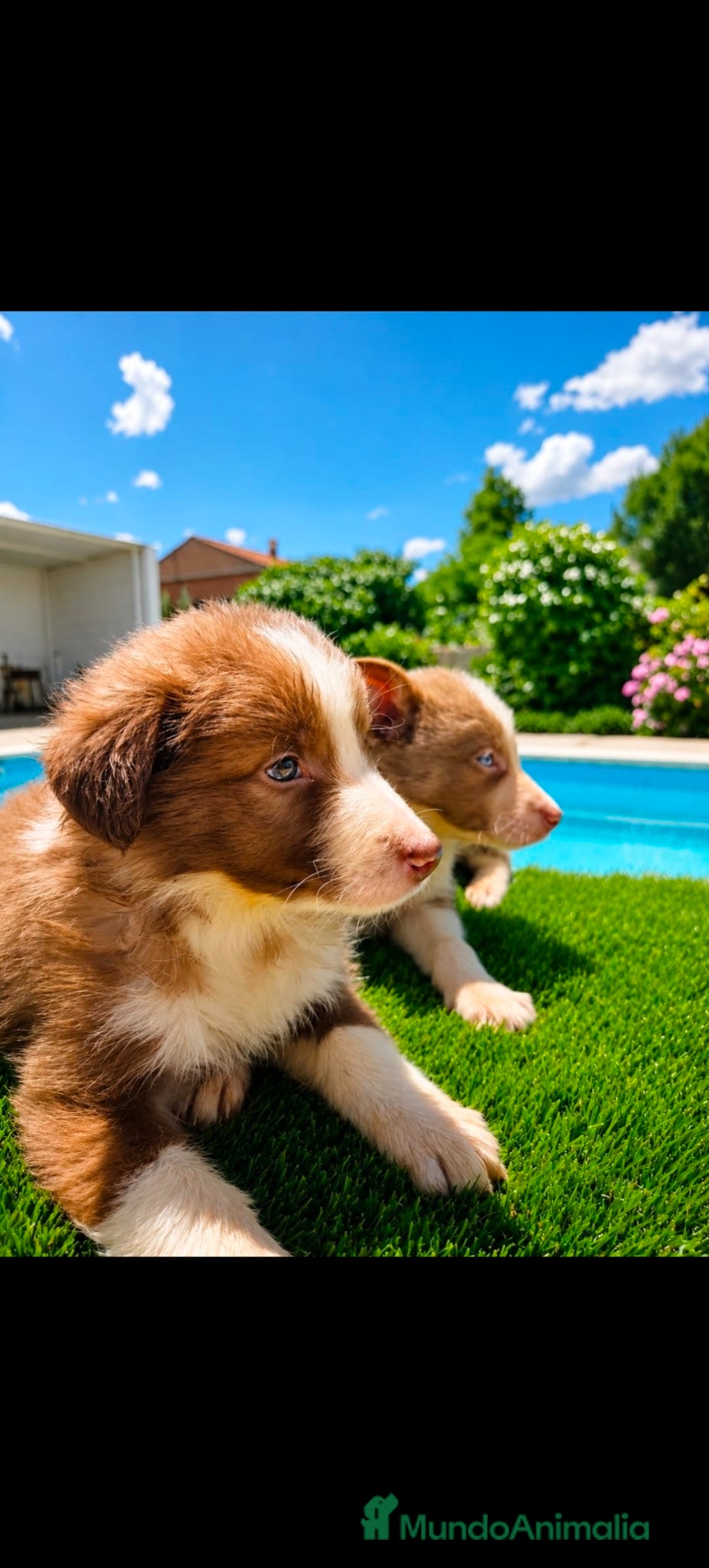 Border Collie perros Disponible border collie chocolate y lilac - Anuncio 1