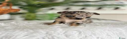 Chihuahua perros en venta: CHIHUAHUA MERLE - Anuncio 6
