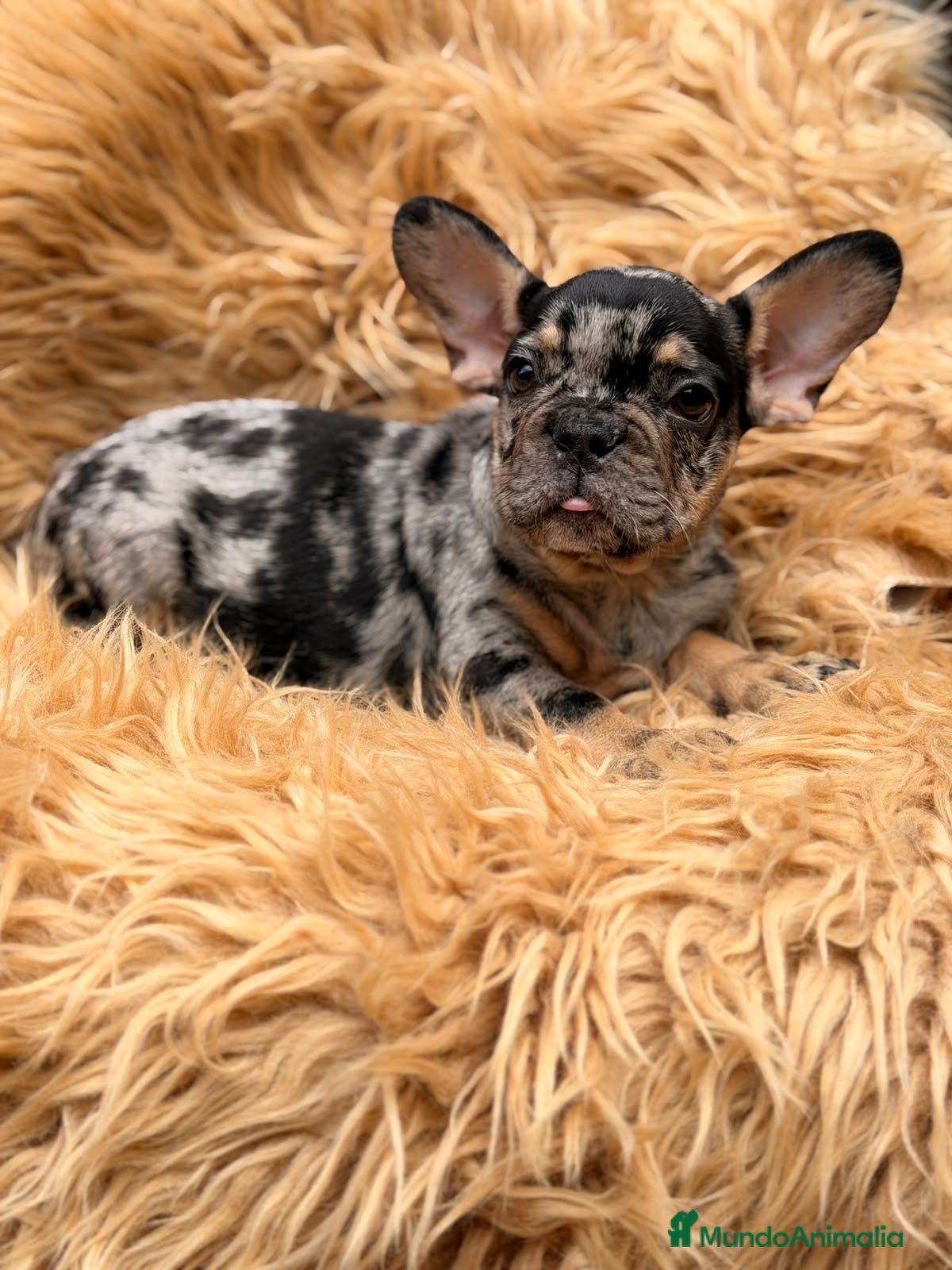 Bulldog Francés perros Macho bulldog frances merle🐾 - Anuncio 2