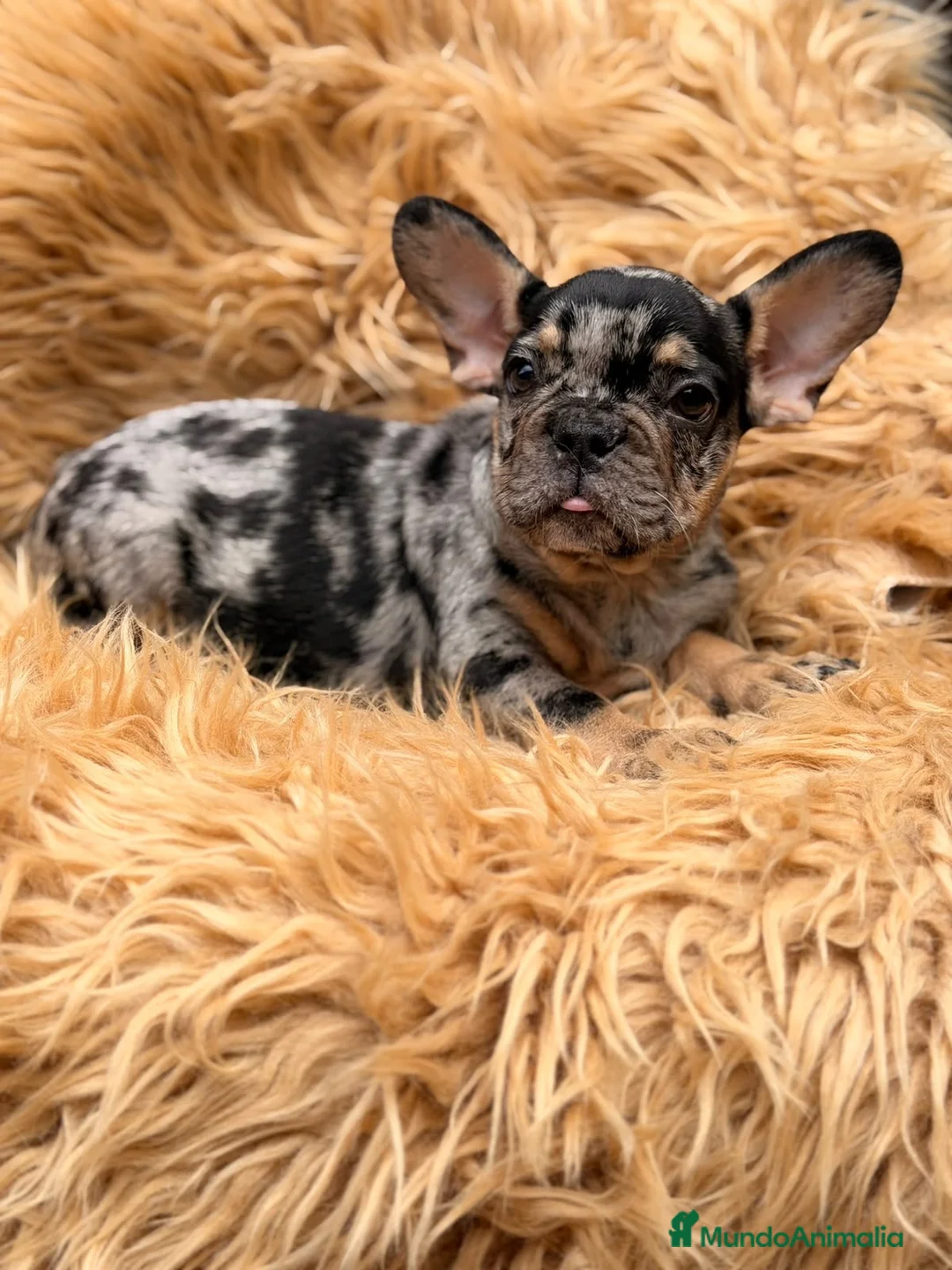 Bulldog Francés perros en venta: Macho bulldog frances merle🐾 - Anuncio 1