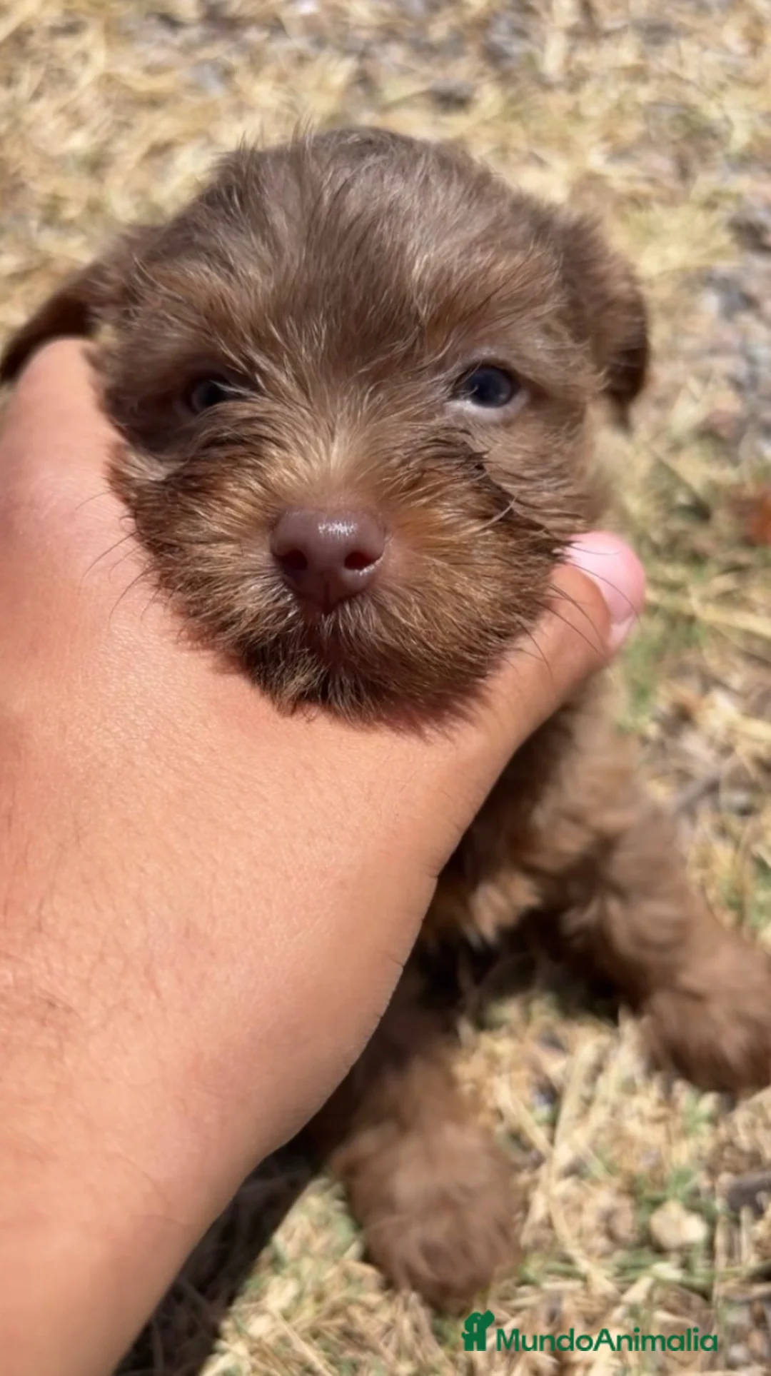 Yorkshire Terrier perros en venta: YORKSHIRE CACHORROS EXOTICOS - Anuncio 5