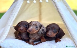 Teckel perros en venta: ESPECTACULAR CACHORROS TECKEL ARLEQUÍN Y CHOCOLATE - Imagen 1