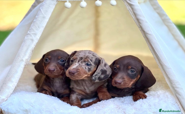 Teckel perros - Anuncio 6