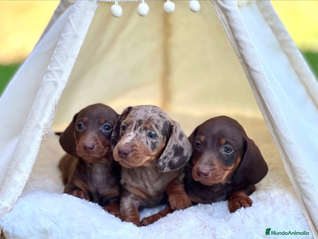 Teckel perros en venta: ESPECTACULAR CACHORROS TECKEL ARLEQUÍN Y CHOCOLATE - Imagen 1