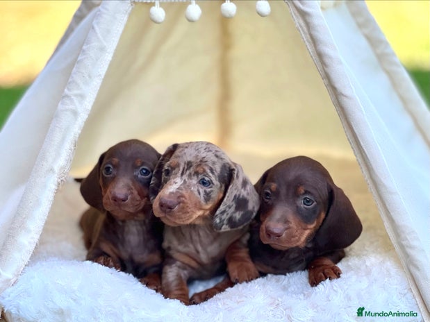 Teckel perros - Anuncio 1