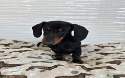 Teckel Miniatura perros en venta: TECKEL MINIATURA  - Imagen 3