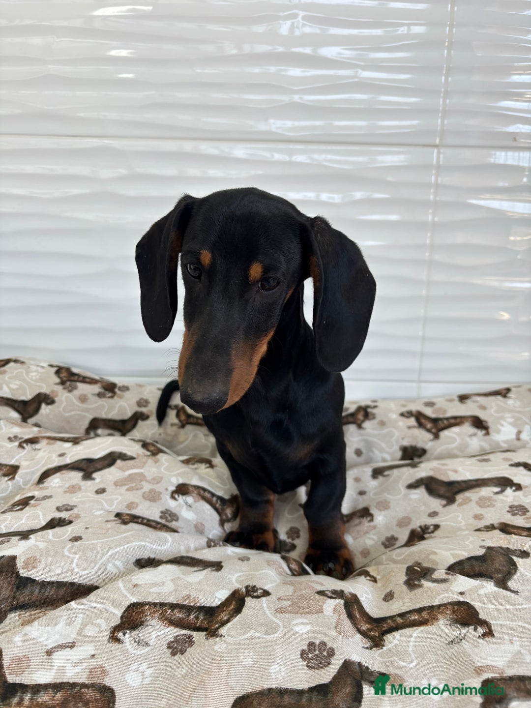 Teckel Miniatura perros en venta: TECKEL MINIATURA  - Imagen 3
