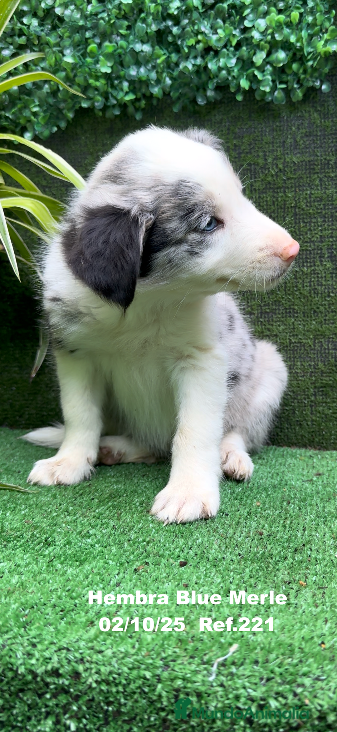 Border Collie perros en venta: Border Collie hembra Blue Merle - Anuncio 15