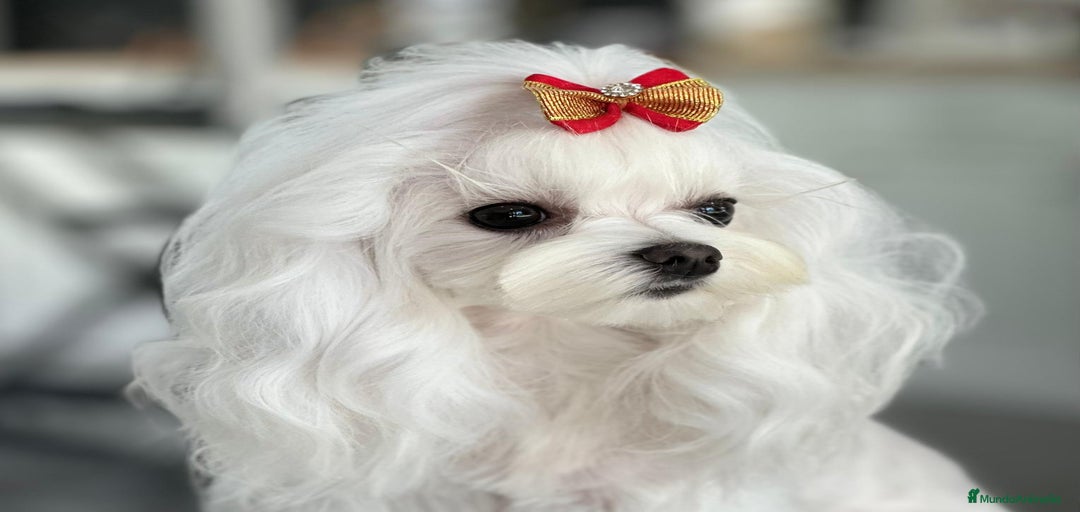 Imagen de galería {{count}}