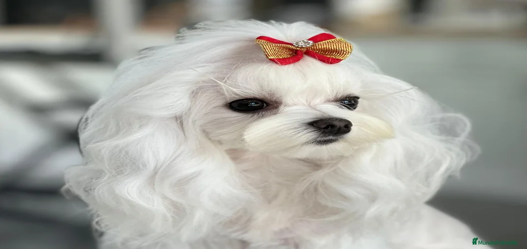 Imagen de galería {{count}}