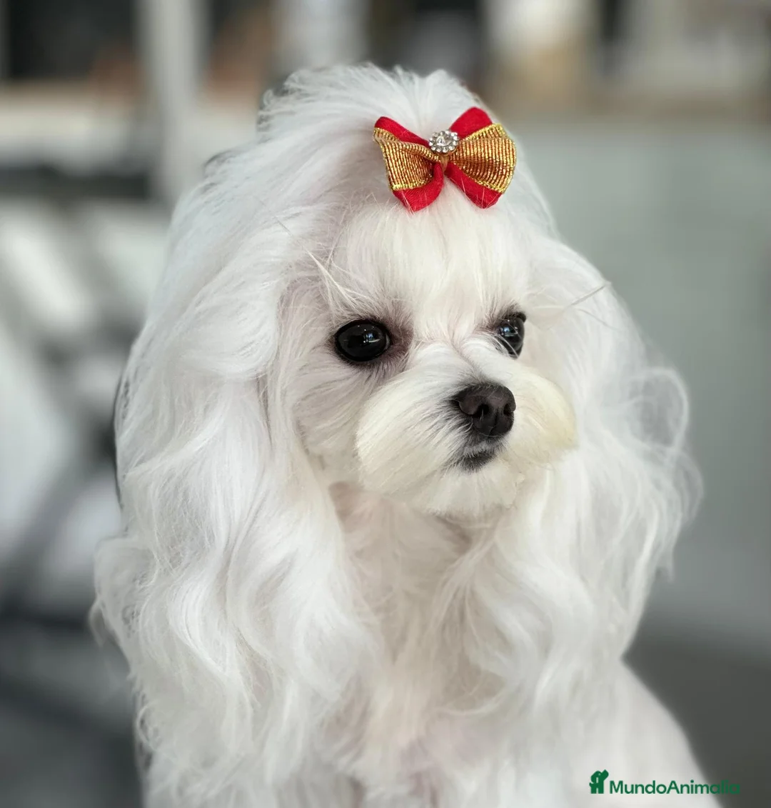 Imagen de galería {{count}}