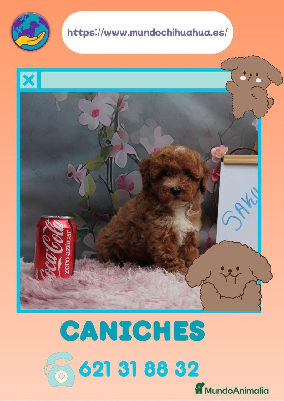 Caniche Enano perros Caniche enano rojos y apricot - Anuncio 2