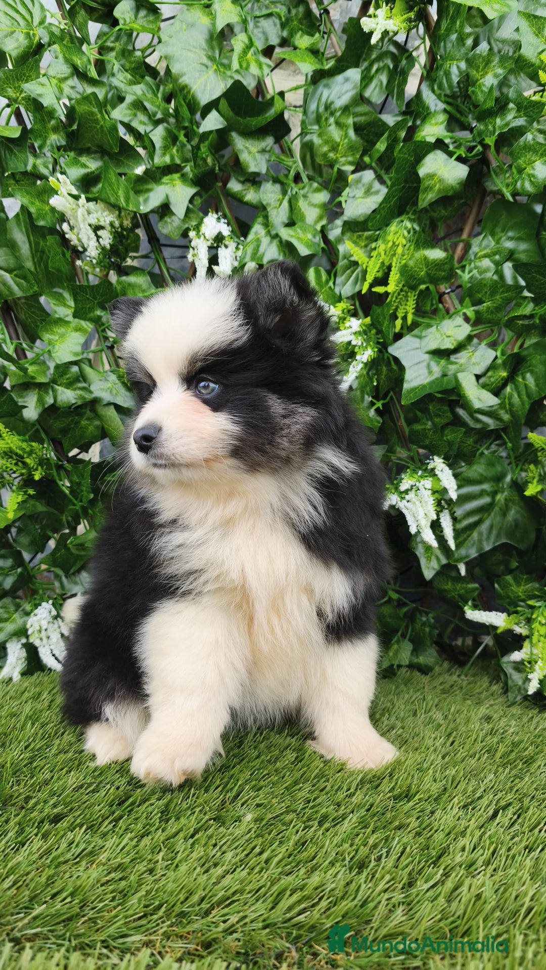 Raza Mixta perros en venta: Mini bordercollie ( borderpom) - Anuncio 2