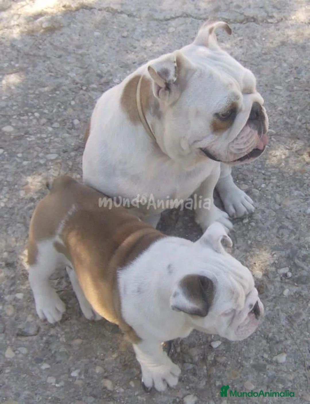 Imagen de galería {{count}}