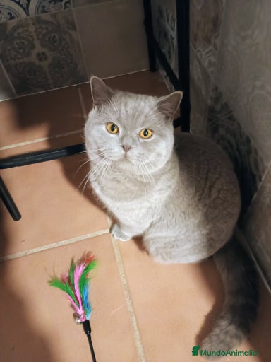 Imagen de galería {{count}}