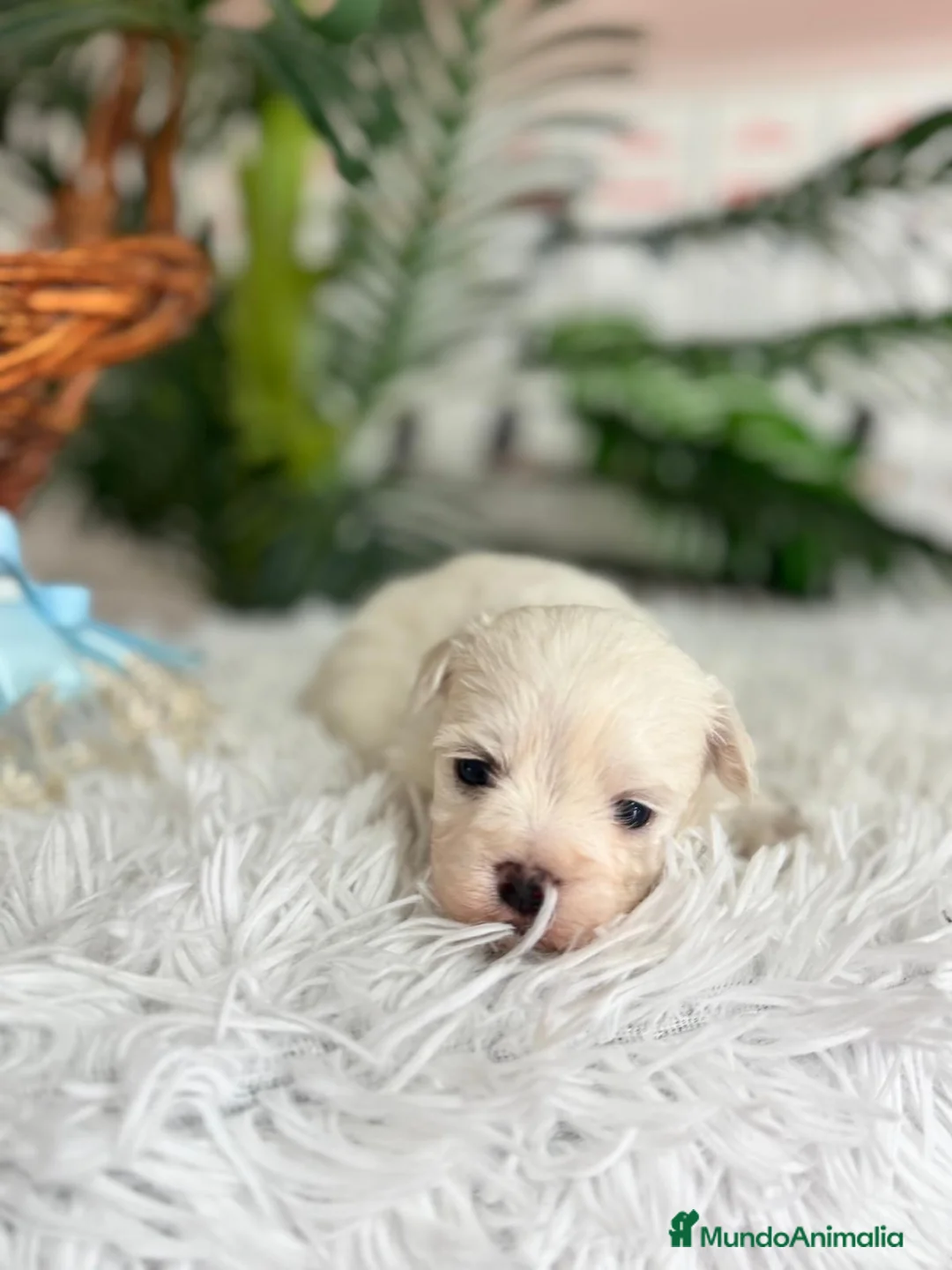 Bichón Maltés perros en venta: BICHON MALTES DISPONIBLE - Anuncio 14