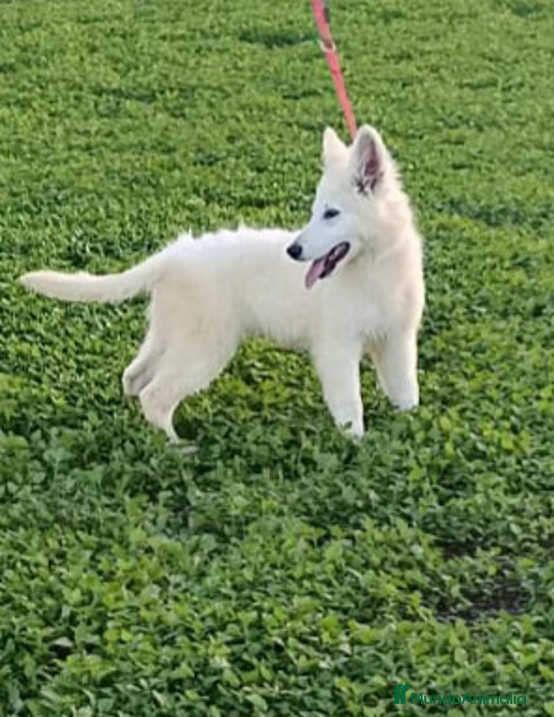 Pastor Blanco Suizo perros en venta: Pastor Blanco Suizo macho - Anuncio 3