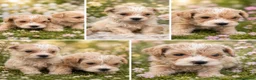 Maltipoo perros en venta: Maltipoo machos  - Anuncio 5