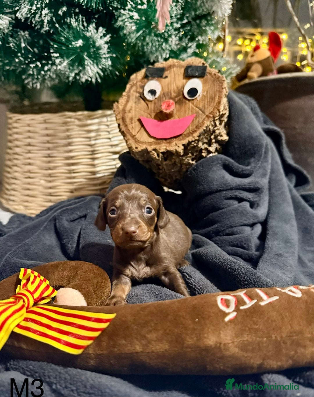 Teckel perros en venta: CAMADA DE TECKEL - Anuncio 7