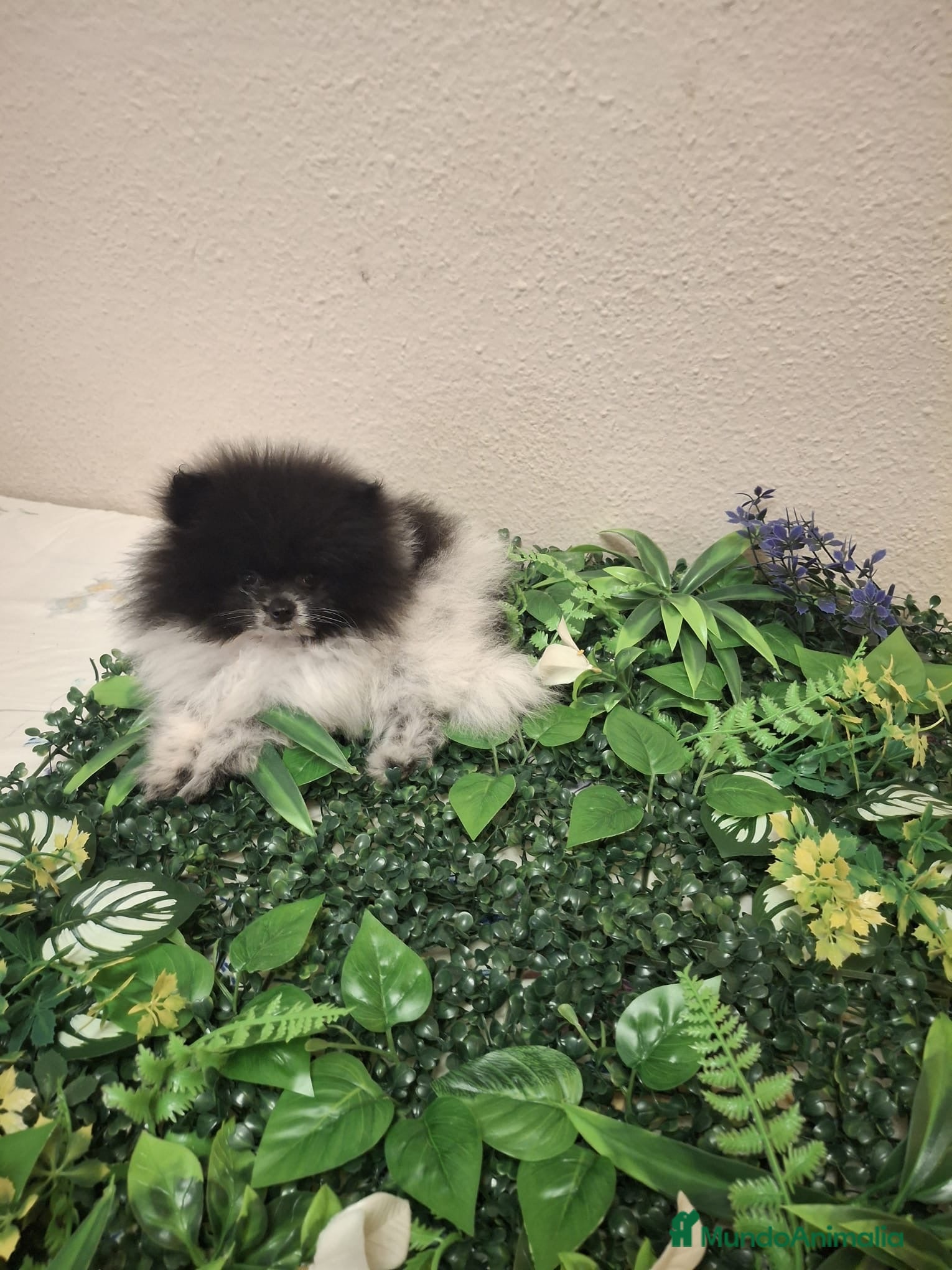 Pomerania perros Cachorro de Pomerania Lulu - Anuncio 3