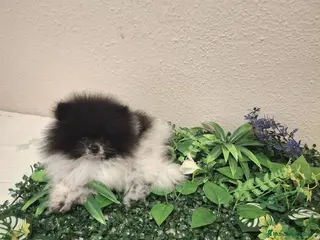 Pomerania perros Cachorro de Pomerania Lulu - Anuncio 3