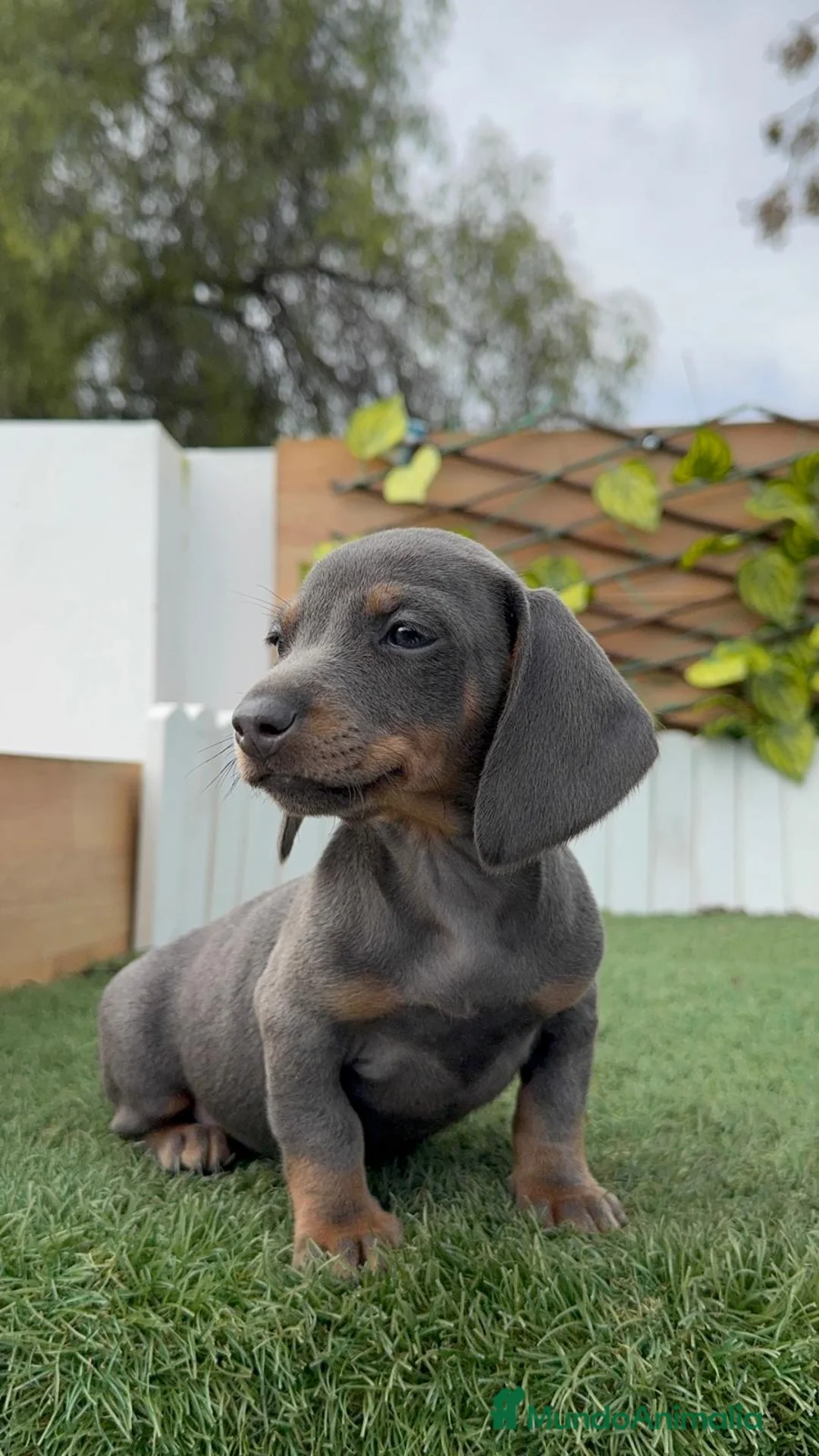 Teckel Miniatura perros en venta: TECKEL MINIATURA BLUE - Anuncio 7