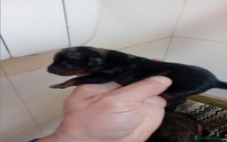 Pinscher Miniatura perros en venta: Pincher de pura raza - Imagen 5