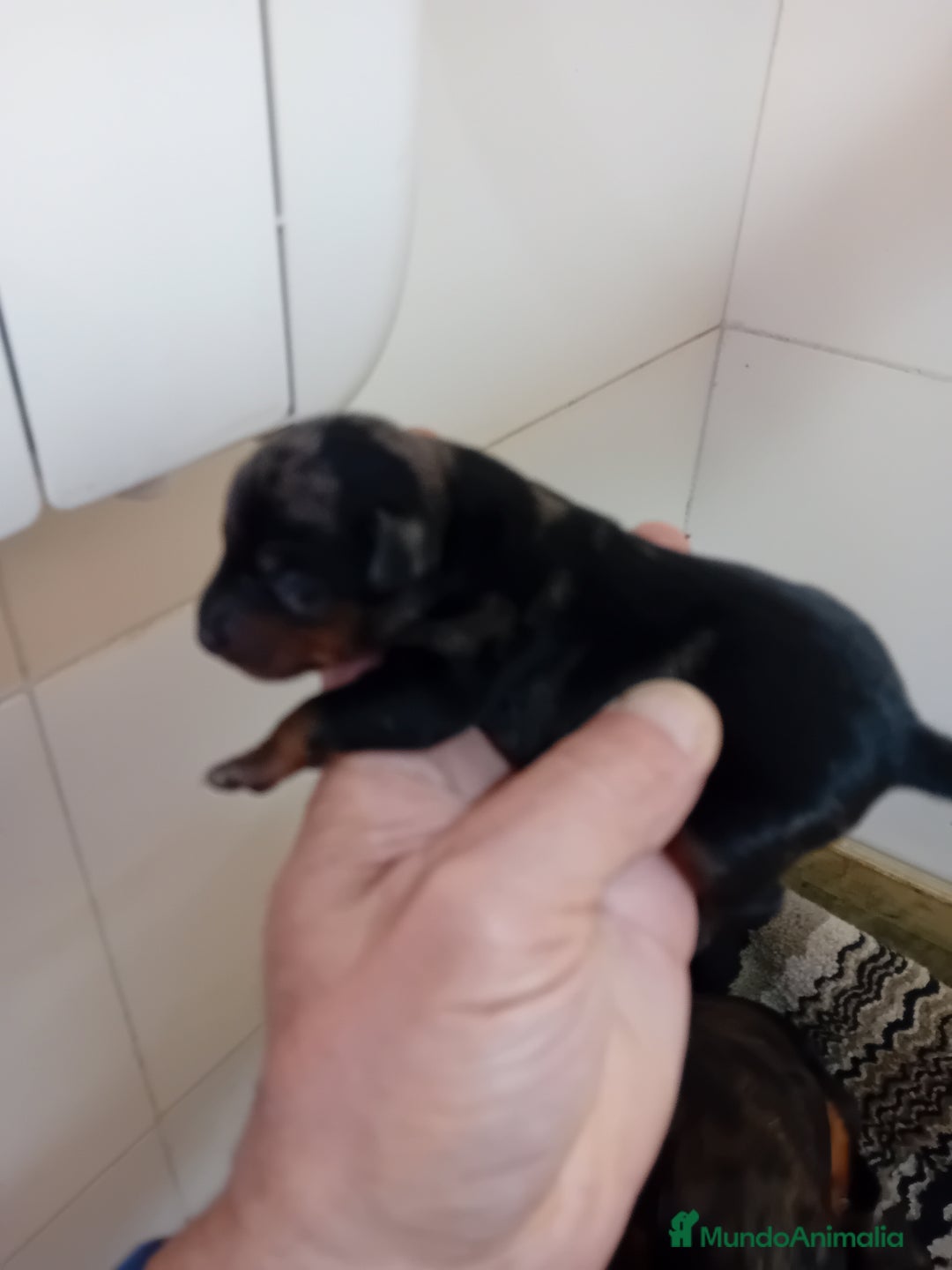 Pinscher Miniatura perros en venta: Pincher de pura raza - Imagen 5