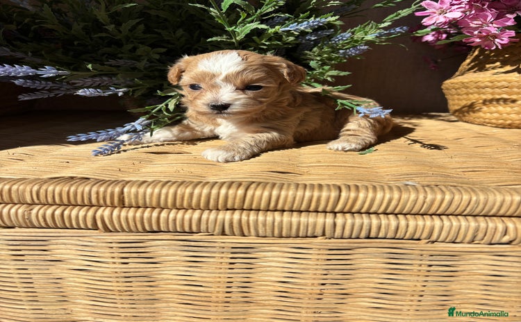Maltipoo perros - Anuncio 1