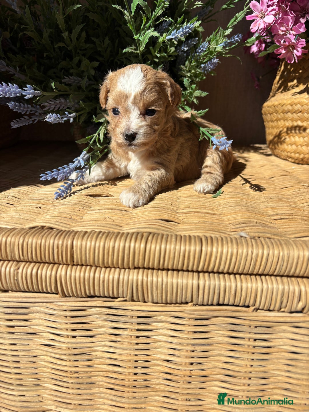 Maltipoo perros en venta: Maltipoo hembra Toy disponible  - Imagen 1
