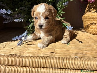 Maltipoo perros - Anuncio 26