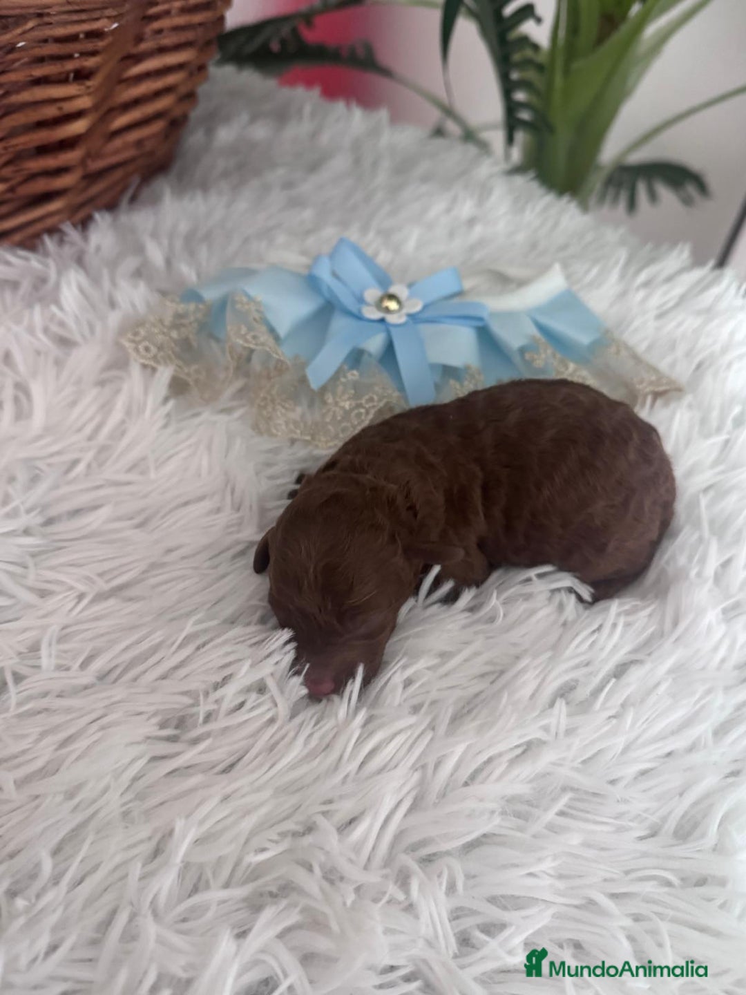 Caniche Toy perros en venta: CANICHE ROJO - Anuncio 15