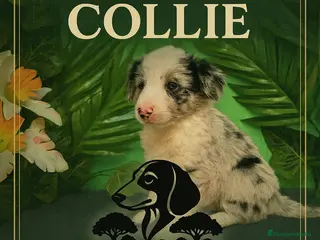 Border Collie perros Lindos cachorros de border collie - Anuncio 1