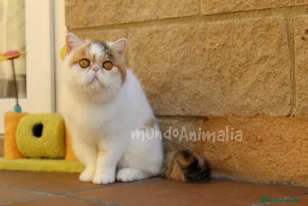 Imagen de galería {{count}}