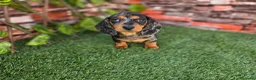 Teckel Miniatura perros en venta: TECKEL KANNINCHEN & MINI ARLEQUIN - Anuncio 1