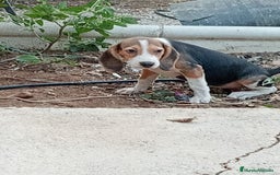 Beagle perros en venta: Begla hembra  - Imagen 3