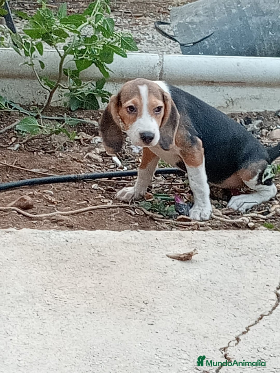 Beagle perros en venta: Begla hembra  - Imagen 3