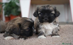 Maltipoo perros en venta: 🌼 Maxi y Boom – Maltipoo en tonos crema 🐾 - Imagen 4
