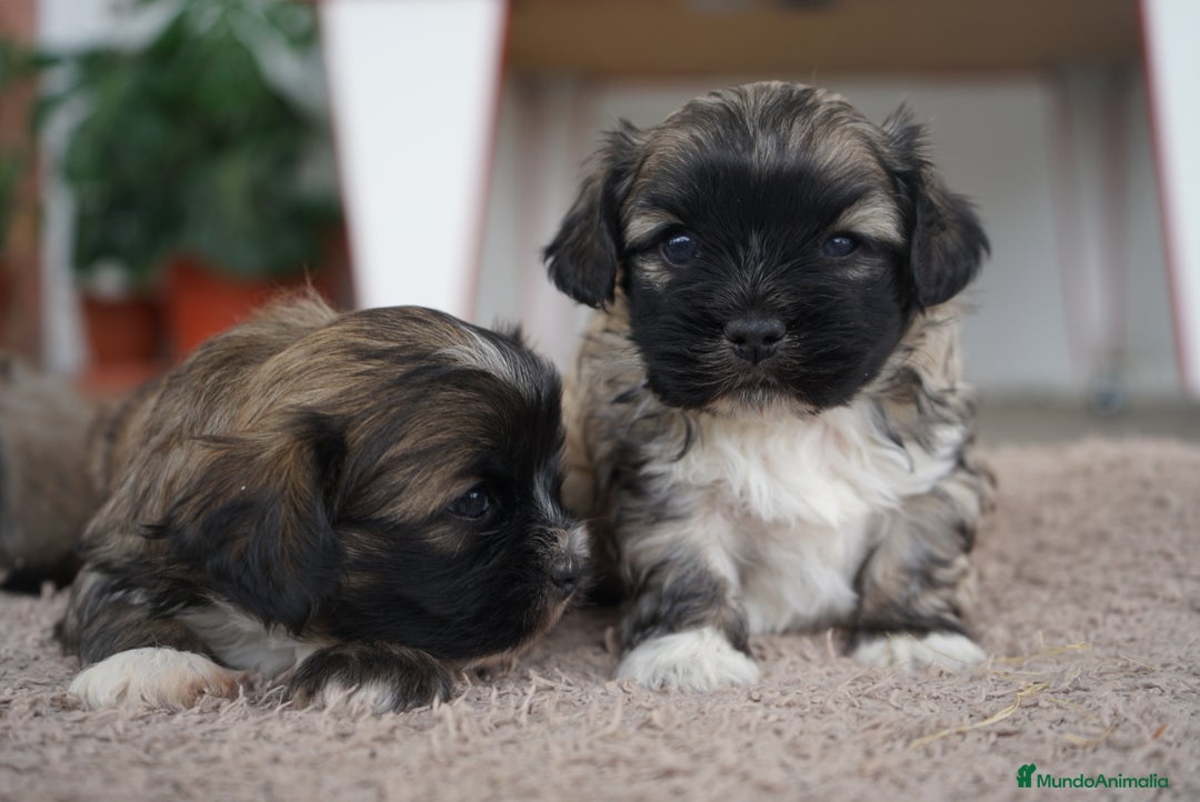 Maltipoo perros en venta: 🌼 Maxi y Boom – Maltipoo en tonos crema 🐾 - Imagen 4