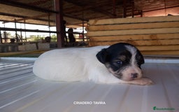 Otras razas perros en venta: Cachorritos Crestados Chinos. - Imagen 1