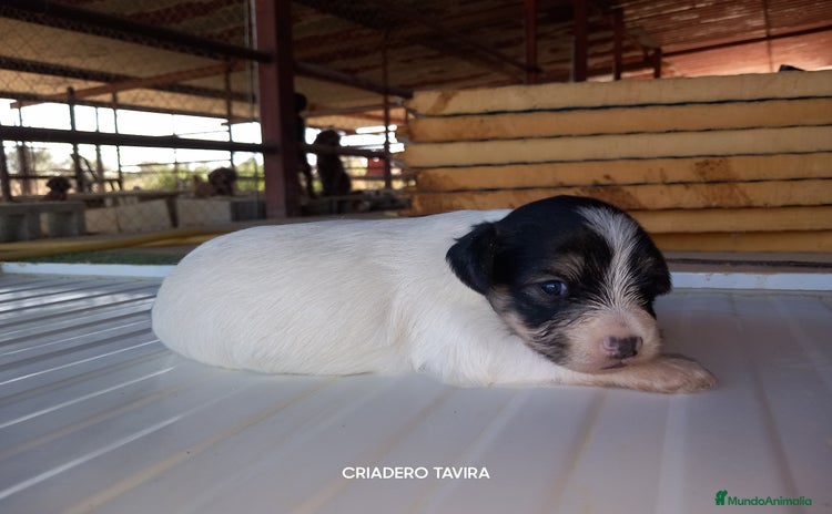 Otras razas perros - Anuncio 1