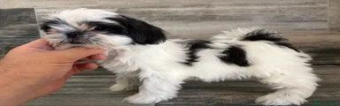 Shih Tzu 5