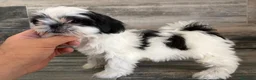 Shih Tzu perros en venta: Shih Tzu  - Anuncio 4