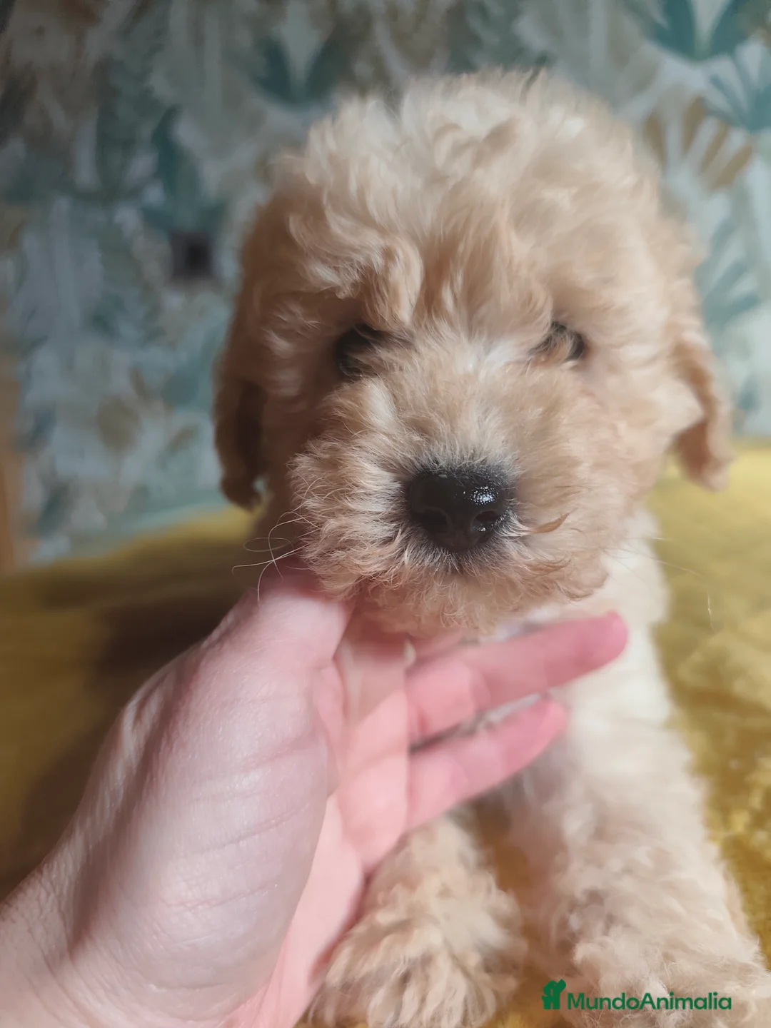 Caniche Toy perros en venta: Toy apricot - Anuncio 6