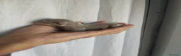 Chihuahua perros en venta: Chihuahua - Anuncio 7