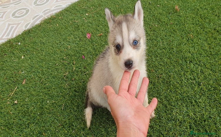 Husky Siberiano perros - Propaganda 1