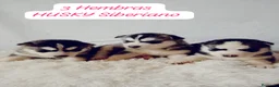Husky Siberiano perros en venta: Husky siberiano  - Anuncio 3